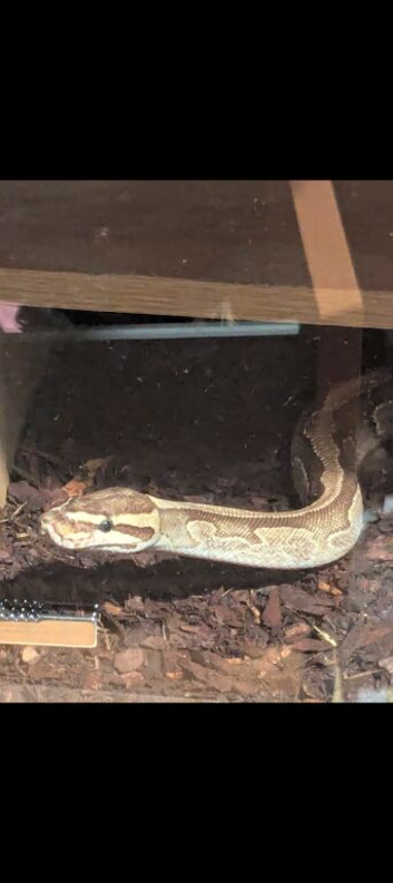 Female enchi fire het pied royal python
