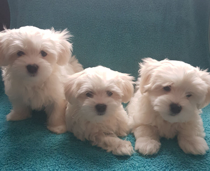 Adorable Maltese Puppies