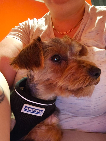 Yorkshire terrier