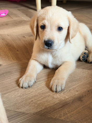 Stunning Goldador Puppies 3 girls left