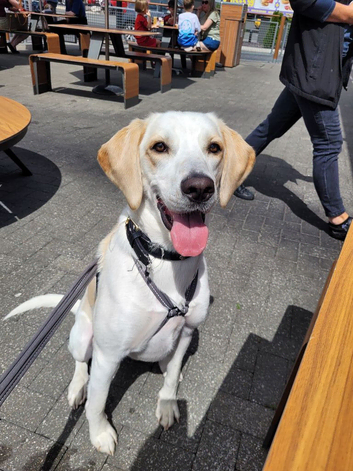 Rehoming my beagle cross harrier