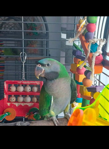 Baby Derbyan Talking Parrot