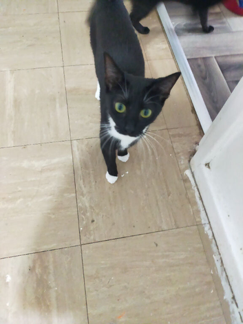 11 month old tuxedo cat for rehome
