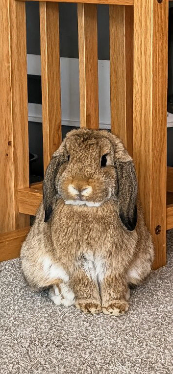 WAITING LIST * beautiful mini lops due.