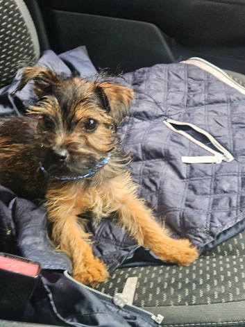Miniture yorkie boy