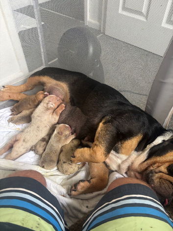 Puppies available