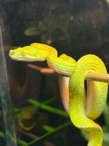 Green tree python STUNNING