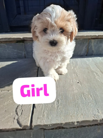 Shichon puppies