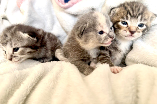 Adorable Kittens Looking for Their Forever Homes