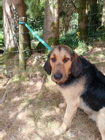 Angus the Mink Hound for stud