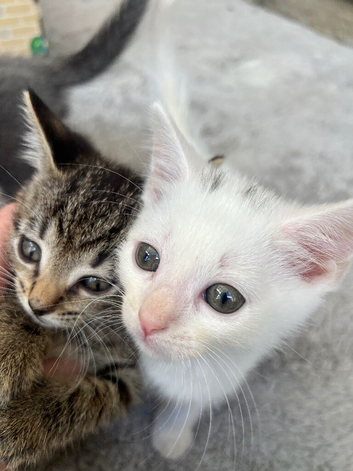 Two kittens left