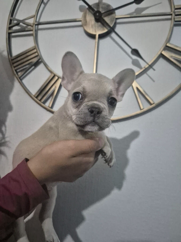 French bulldog