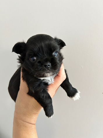 KC LONG COAT CHIHUAHUA
