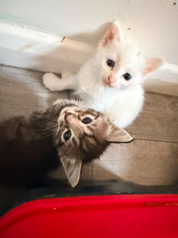 Beautiful Kittens ready to find their new home