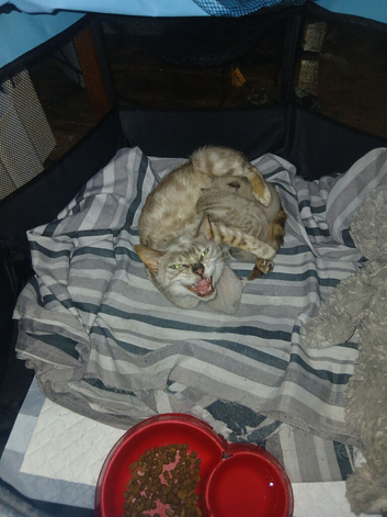 4 female bengals