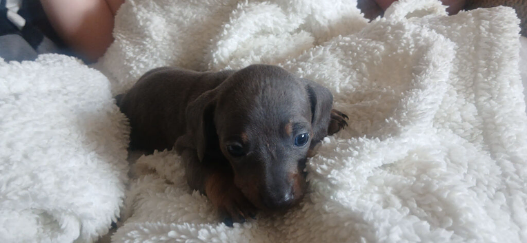 Three beautiful mini dachshounds
