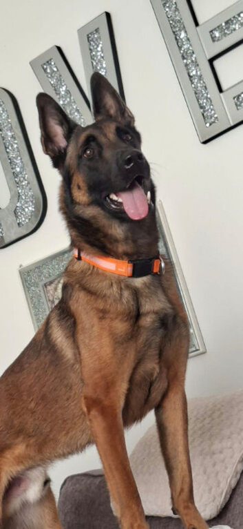 Malinois he is a lovely dog but unfortunately I dont have the time he loves cuddles and walks and his toys
