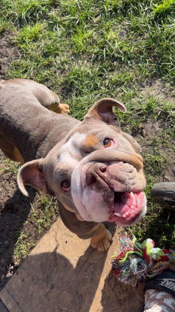 Girl English bulldog