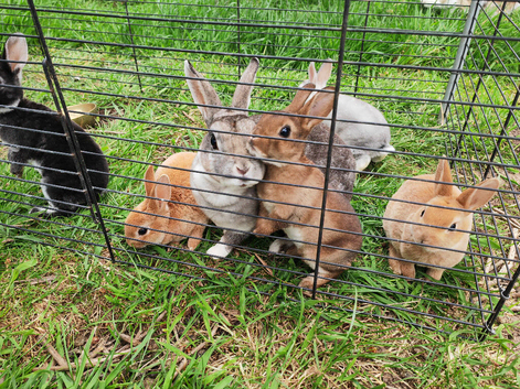 Mini rex rabbits