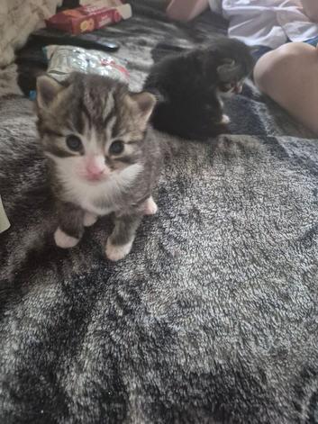 Female tabbie kitten ready to leave now just been de flead eating by herself