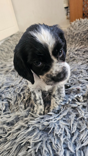 Beautiful blue roan cocker spaniel puppies for sale