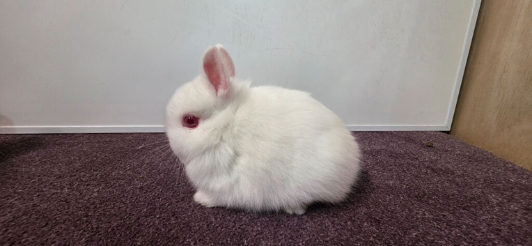 1 Netherland dwarf babies ready for new homes