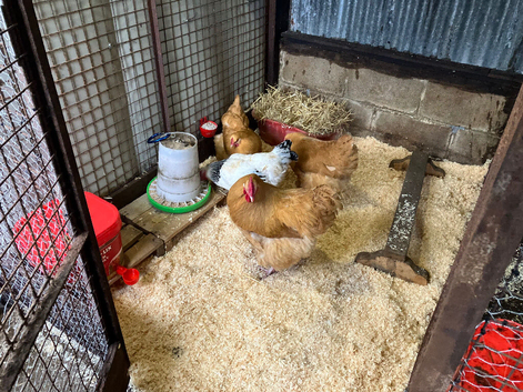Hybrid eggs