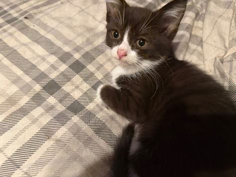 Kittens ready for adoption