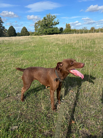 Beautiful chocolate patterdale terrier