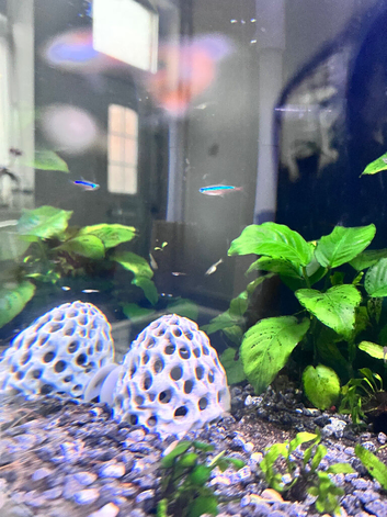 Baby guppies