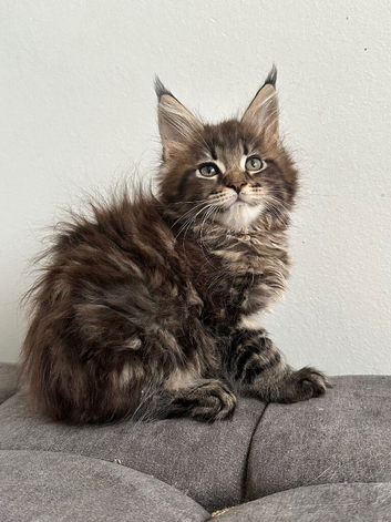 Tica registered maine coon kittens