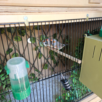Lovely zebra finches