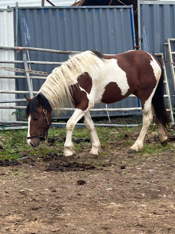 Lovely 2year old filly for sale