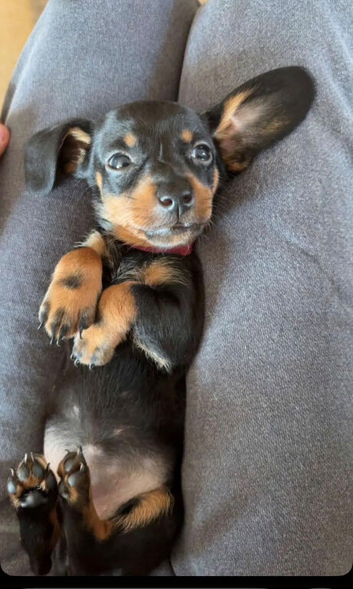 Dachshund Puppies
