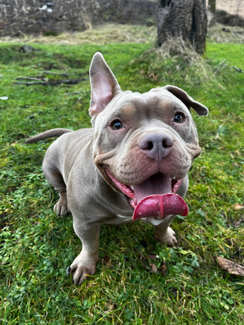 Female micro bully
