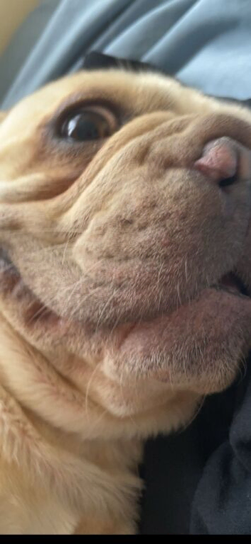 French bulldog cross sharpi Hugo