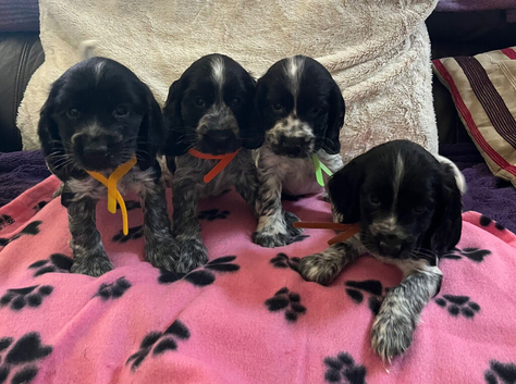 Stunning show type cocker spaniel puppies