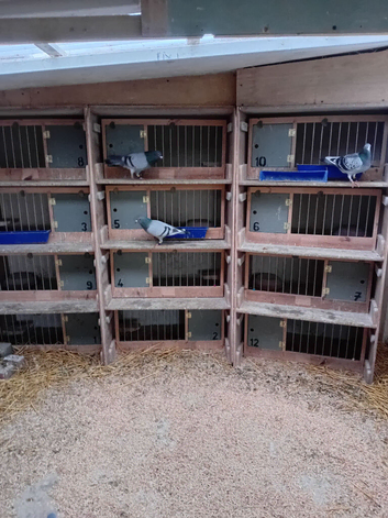 RACING PIGEONS FOR SALE