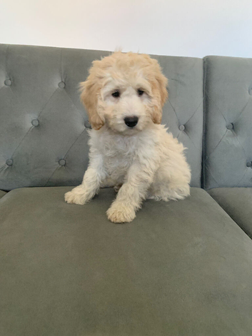 Gorgeous champagne boy Cockapoo puppy
