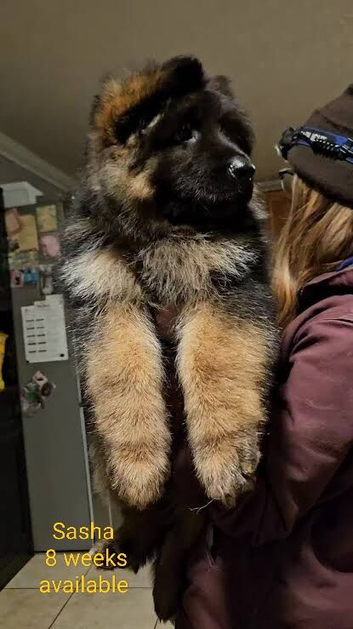 Three longhair beauty pups available