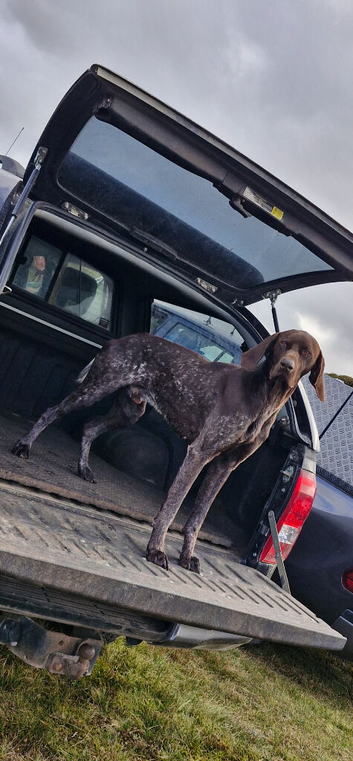 Stunning working GSP up for stud
