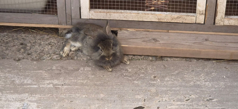 8 week old baby bunnies