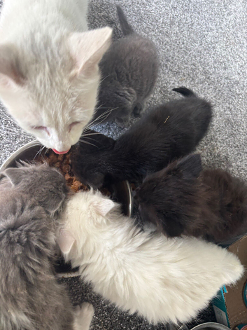 Friendly farm kittens
