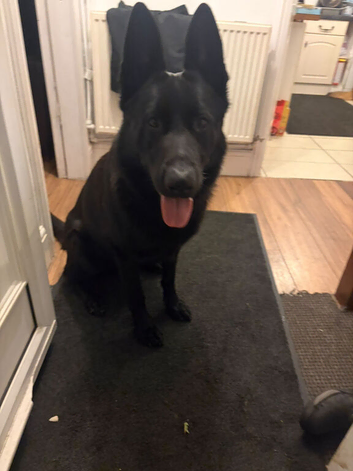 German Shepard