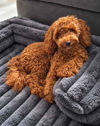 Toy Poodle to Stud