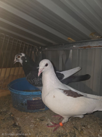 Racing pigeons