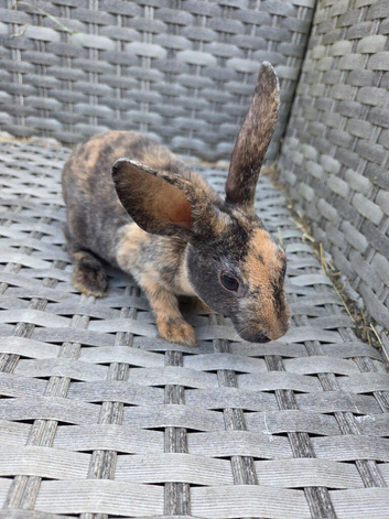 Mini rex babies