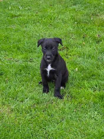 Lurcher pups for sale