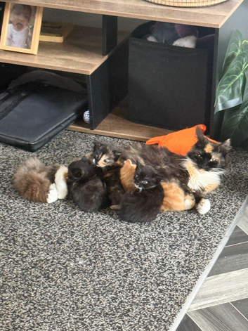 Maincoon mix