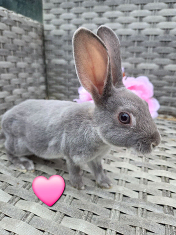 Mini rex babies available now